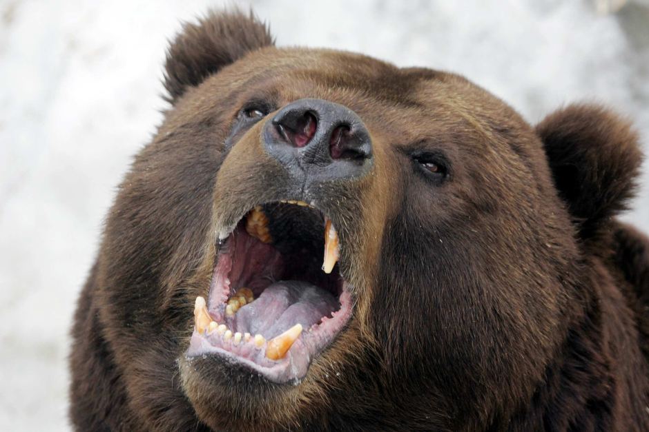 Autoridades russas abrem inquérito a morte de urso - Ponto Final
